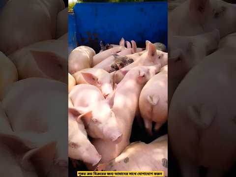 Pig For Meat, Non Veg