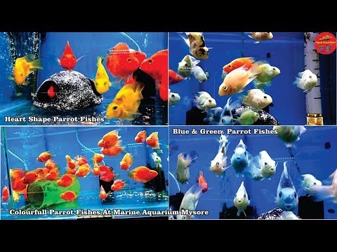 download lagu mp3 mp4 Green Parrot Fish For Sale, download lagu Green Parrot Fish For Sale gratis, unduh video klip Green Parrot Fish For Sale