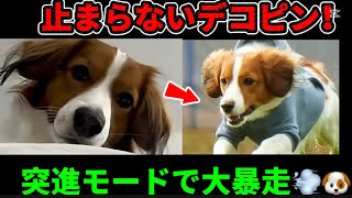 デコピン、突進モードで大暴走💨大谷翔平の犬が止まらない🐶