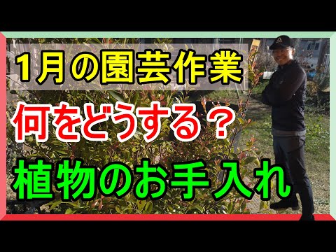 冬の庭の世話をする方法 メンテナンス手順 1月 2月 剪定