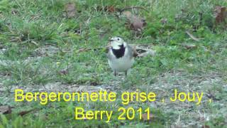 preview picture of video 'Bergeronnettes grises à Jouy, Berry'