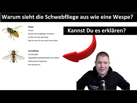 ABI-TRAINING - Evolution (1): Synthetische Evolutionstheorie | Beispiel Wespe & Schwebfliege.