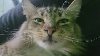 Cover art for Billy Staring Contest