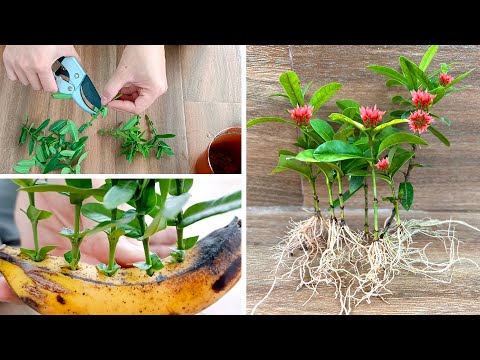 A novel discovery in breeding flower RED PEONY at home