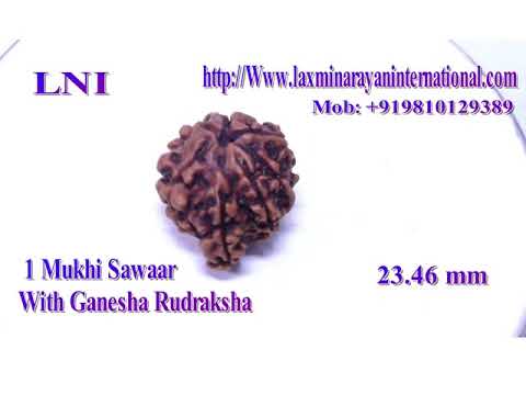 1 mukhi Sawar with Ganesh Rudraksha