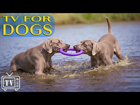 LIVE Dog TV: All-Day Anti-Anxiety Music for Dogs with Calming Videos to Prevent Boredom For Dogs!