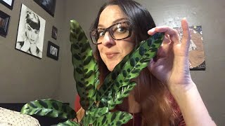 Sunday Live Plant Chat!