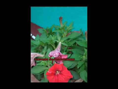 Blue petunia🦋yellowmarigolds🌼Redpetunia⚘#plants#planting#gardening#beautifulflowers#sudeshna'ssphere