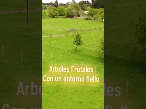 Parcela Secror Trecaimo Comuna de San Pablo Osorno Region de  Los Lagos