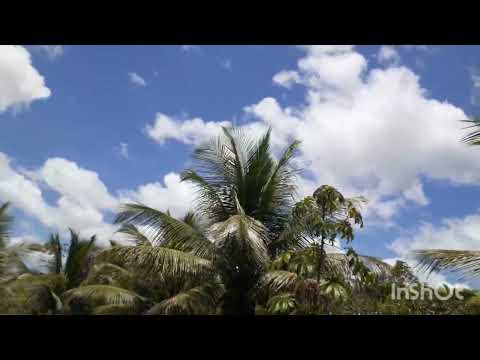 Sitio burgio município de Rio formoso Pernambuco 