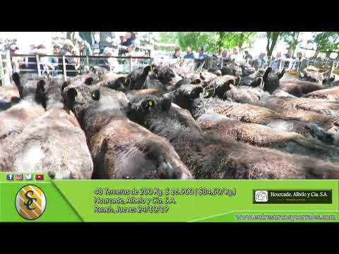 24-10-19 - Venta de Hembras - Hourcade, Albelo y Cía S.A. - Rauch