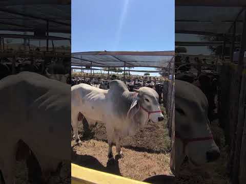 Feira de animais de José da Penha.