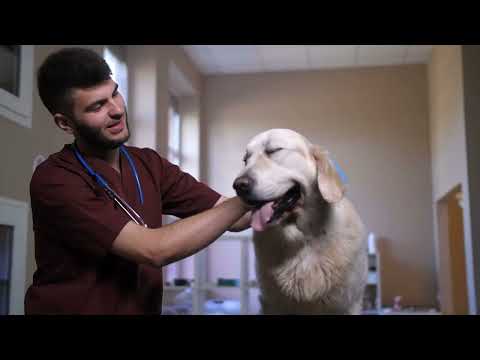 Dogs and Noise Pollution | Dogs Are Strangers in a Man’s World