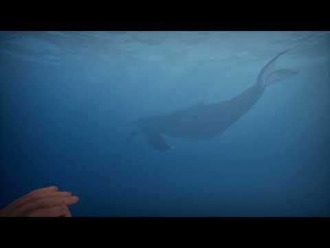 Просмотреть видео