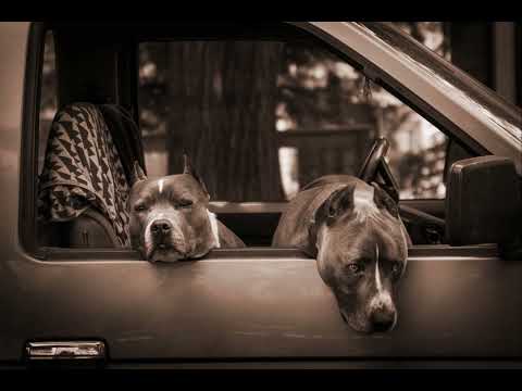 Bushido x 18 Karat x Lacazette x Azad x Sadiq Type Beat - Chivatos (prod.  MJS)