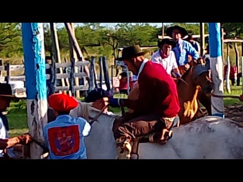 jineteada e sauce corrientes#caballos #jinete #charreada #jaripeo #rodeo#Cowboy #horse videos