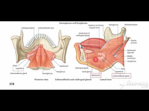 Submandibular salivary gland relations 3