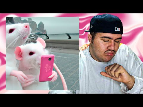 REACCION favorita - amore