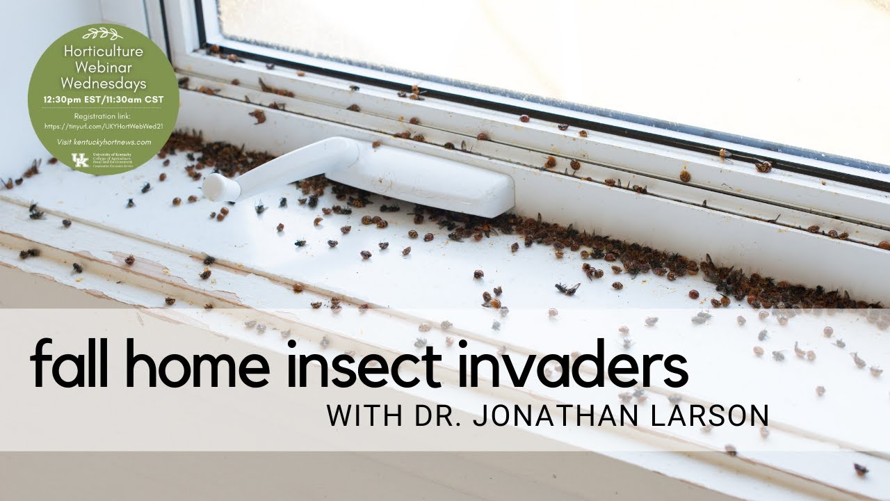 Fall Home Insect Invaders