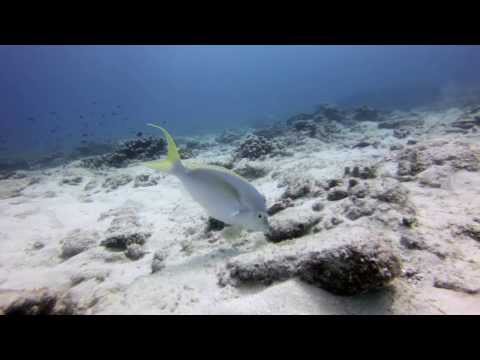 Diving Flinders Reef - Moreton Bay