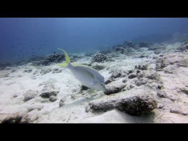 Diving Flinders Reef - Moreton Bay