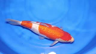 video van Ginrin Kohaku KO-V25-0523