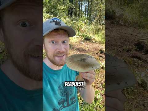 Deadliest Mushroom In The World: Deathcap (Amanita phalloides) Explained By A Scientist