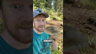 Deadliest Mushroom In The World: Deathcap (Amanita phalloides) Explained By A Scientist