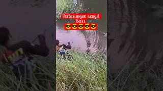 Download lagu #baung #fishing #baungmonster #mancing #mancingmania #fishinggear #ikan #fish #shortvideo #shorts mp3
