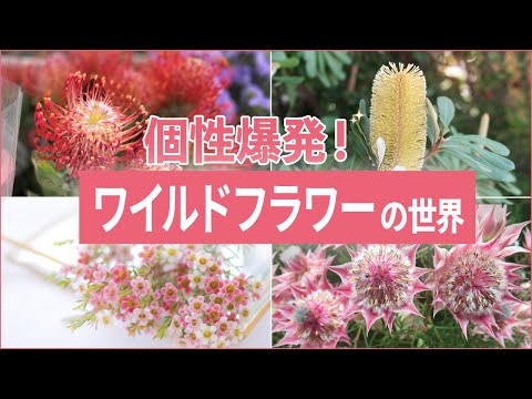 園芸 ワックスフラワー、ポーセリンフラワー