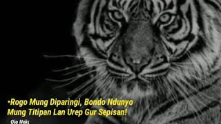 Download lagu Story WA...|khodam MACAN PUTIH #2. mp3