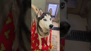 Video preview image #1 Huskies -Unknown Mix Puppy For Sale in Webster, WI, USA
