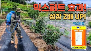 식물 성장 촉진제 믹스퍼트로 나무 성장 2배 ????