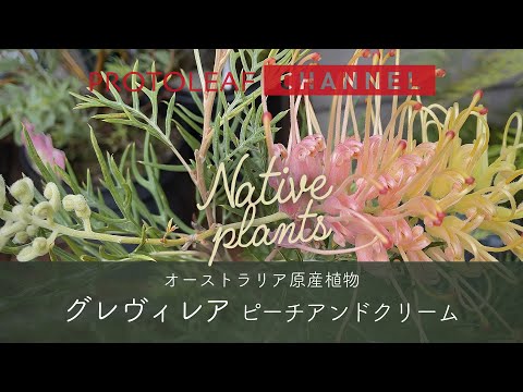 園芸 ブルービアード、クランドンカリオプテリス、ブルースピレア