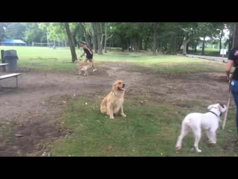download lagu mp3 mp4 2 Year Old Golden Retriever, download lagu 2 Year Old Golden Retriever gratis, unduh video klip 2 Year Old Golden Retriever