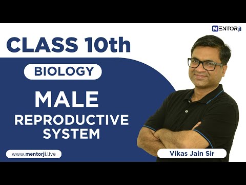 Male Reproductive System | How do Organism Reproduce? | Class 10 | NCERT | MentorJi