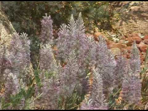 Flowers & Friends of the Arid Lands