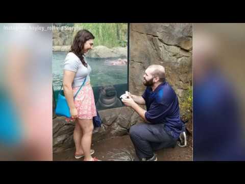 Fiona The Hippo Photobombs Marriage Proposal at Zoo
