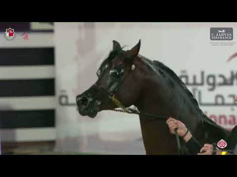 N 261 STAR FARID   Abu Dhabi International AHC 2023   Stallions 4 Years Old and Older Class 6A