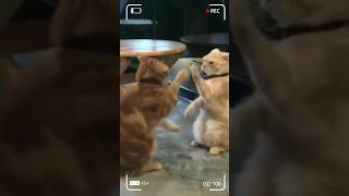 Download lagu Pok ame Ame #cutestcats #kucinglucu #kucingimut mp3 Download lagu Pok ame Ame #cutestcats #kucinglucu #kucingimut mp3