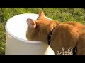 Simba Del 2