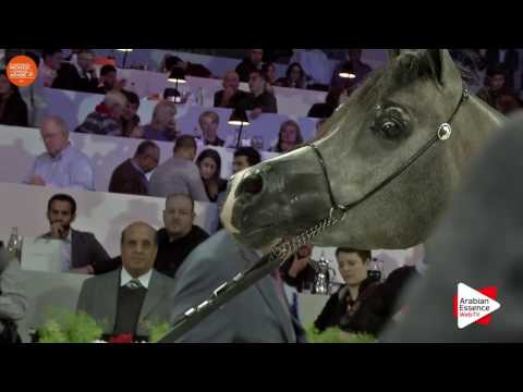 1ST - N.84 D SERAJ - Paris 2016 - Yearling Colts (Class CM4 B)