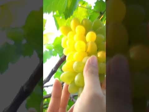 Agriculture | Pesticide | Fungicide | Agriculture solution | Farming |