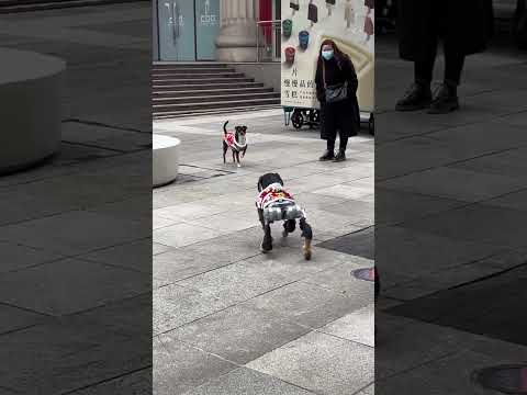 🐕The robot dog disguised itself as its fellow dogs.🐶 Dog's reaction👌 #robotdog #shorts #viral #puppy