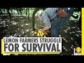 Italy Amalfi Lemon Farmers Struggle For Survival WION News