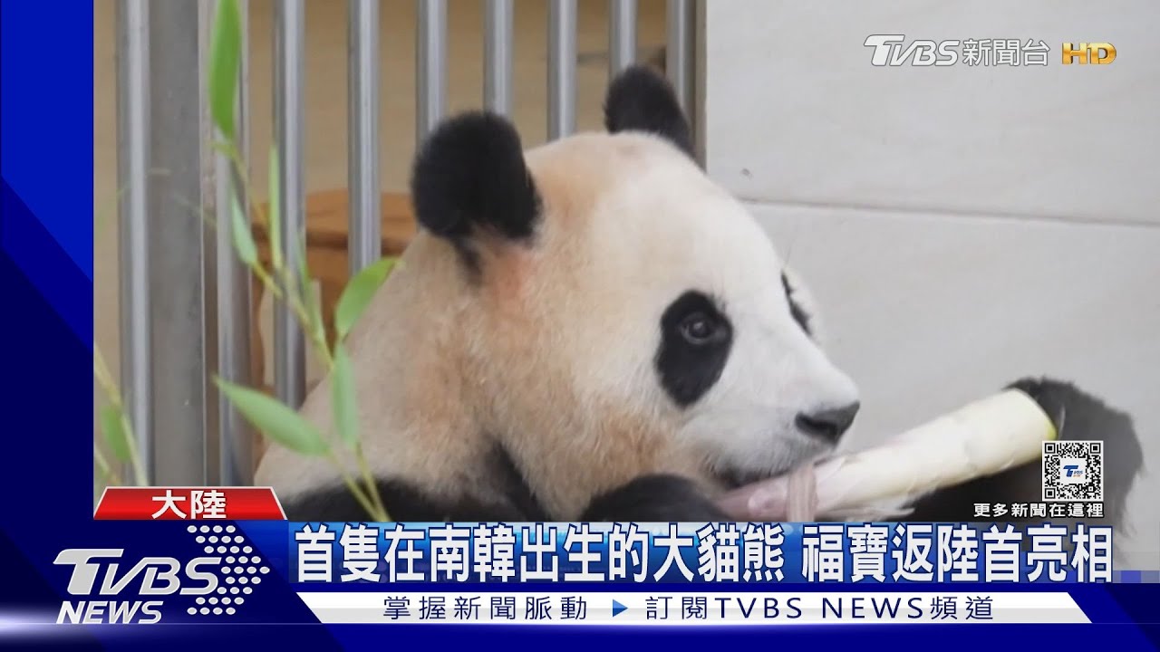 中韓都關注!大貓熊福寶返鄉歷經隔離適應 12日首度見客