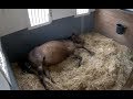 Horse Giving Birth On Mothers Day The Dodo Live