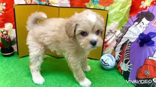 ハーフ犬の動画01