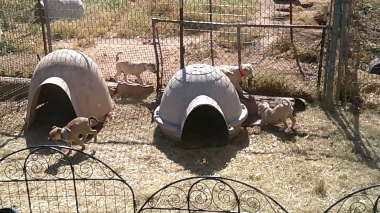 Enlarge Elfie, a ADOPTABLE mixed breed in Olympia, WA video 3/3