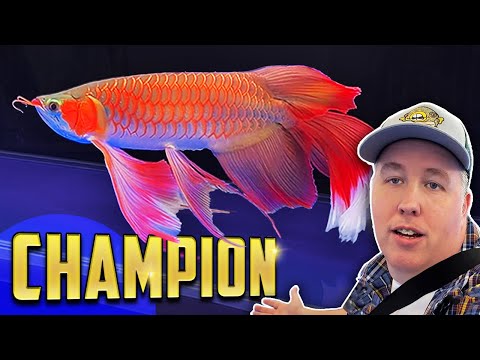 Battle of the Arowanas - World Championship in China